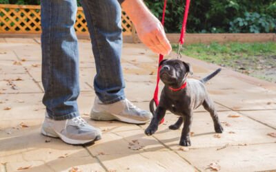 How to Train Your Puppy and What to Teach Them